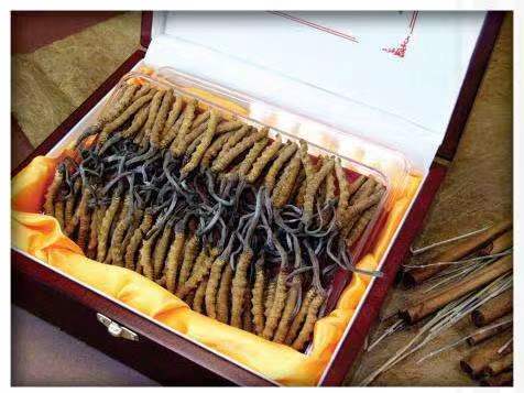 马尔康冬虫夏草回收